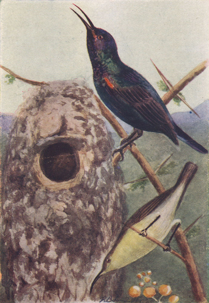 INDIAN BIRDS. The Purple Sunbird 1943 old vintage print picture